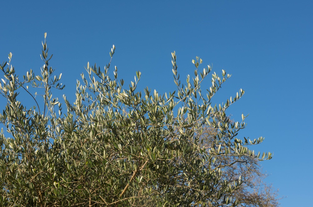 the top of an olive tree with silver and green leaves against a backdrop of blue sky