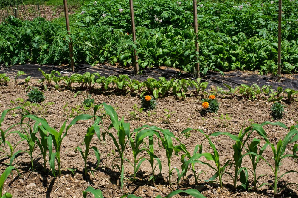 crops including corn, carrots and marigolds growing in a companion planting scheme