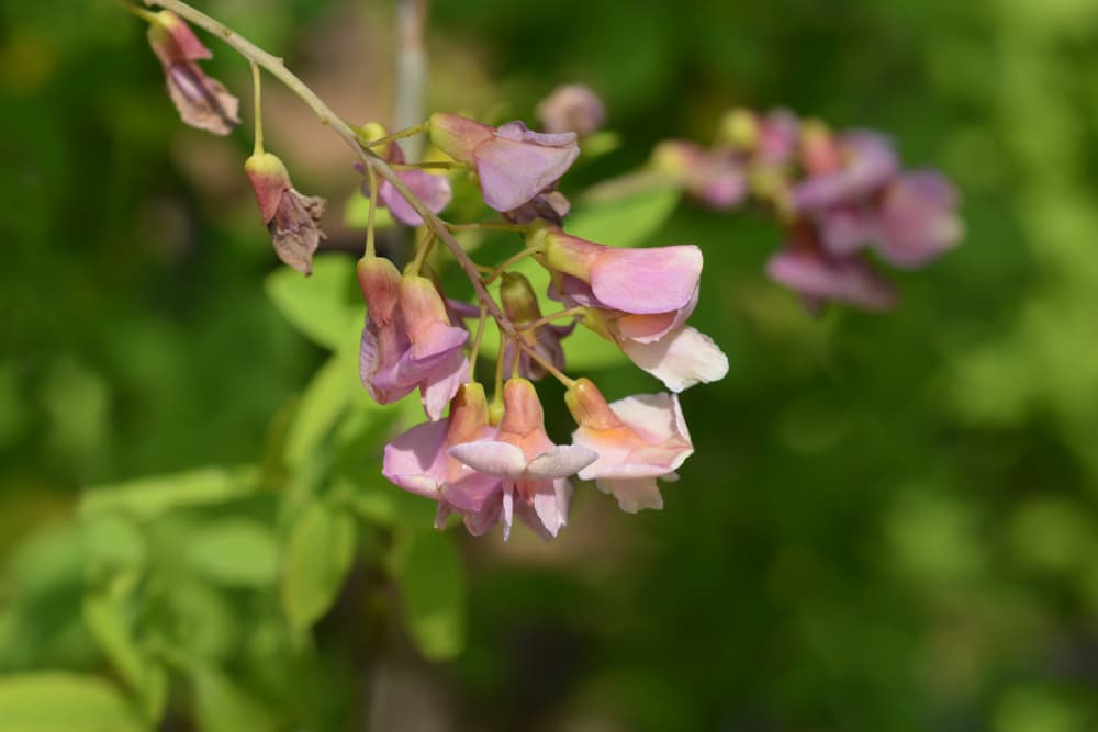 Laburnocytisus ‘Adamii’ flowers in focus