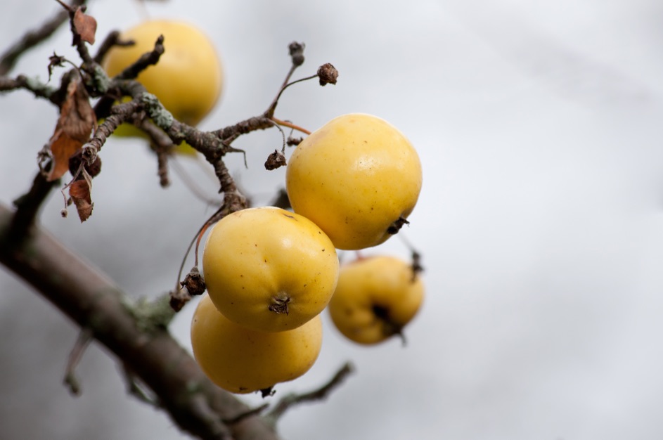 five yellow crab apples attached to a branch with a few brown leaves still attached against a foggy white background growing in the autumn