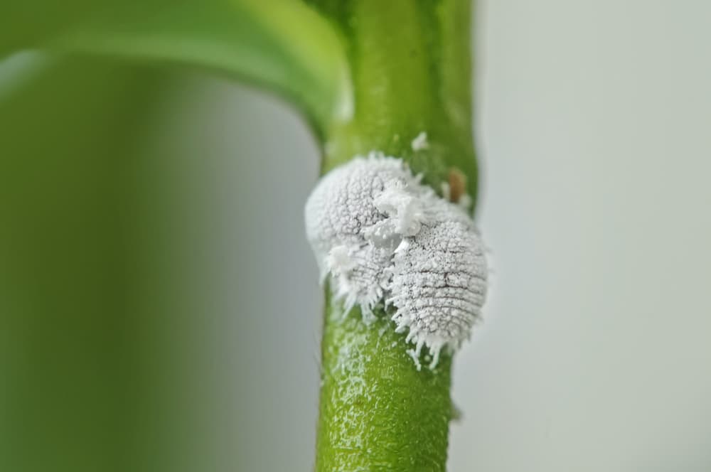magnified view of mealy bugs on the stem of a plant
