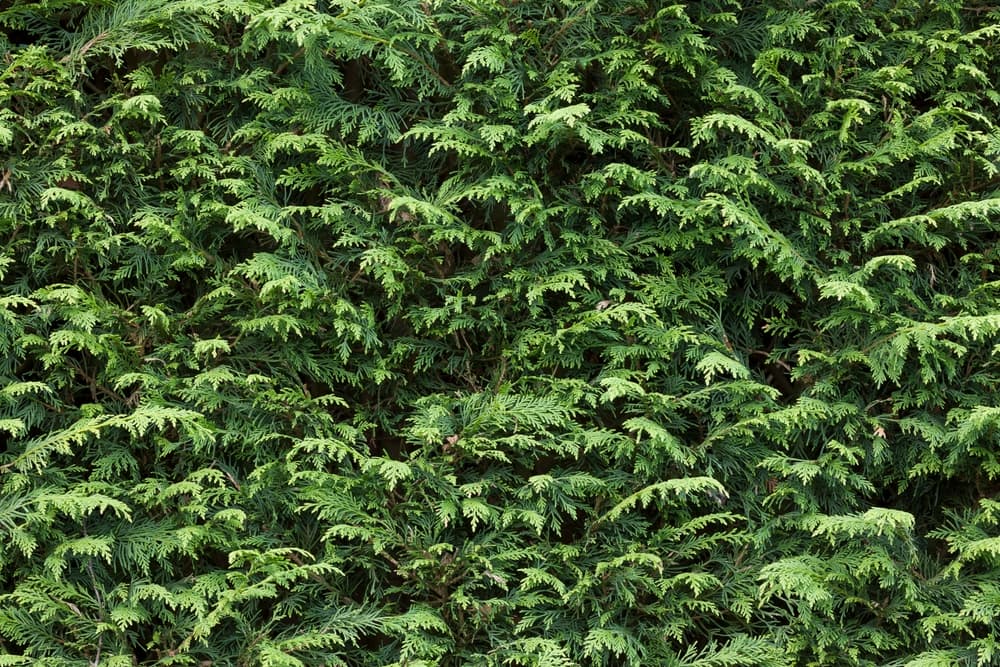 an evergreen leylandii garden hedge