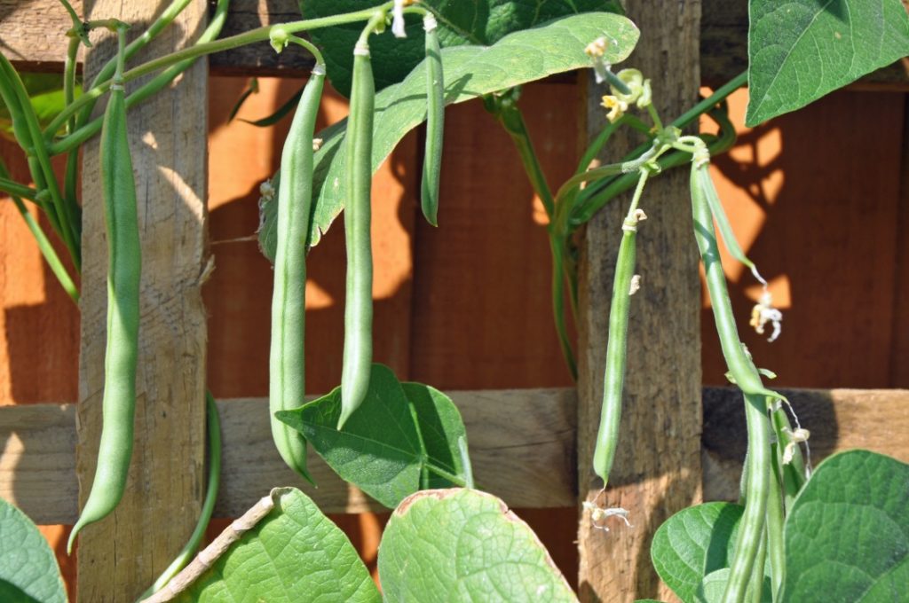runner beans growing against a trellis in front of a red fence