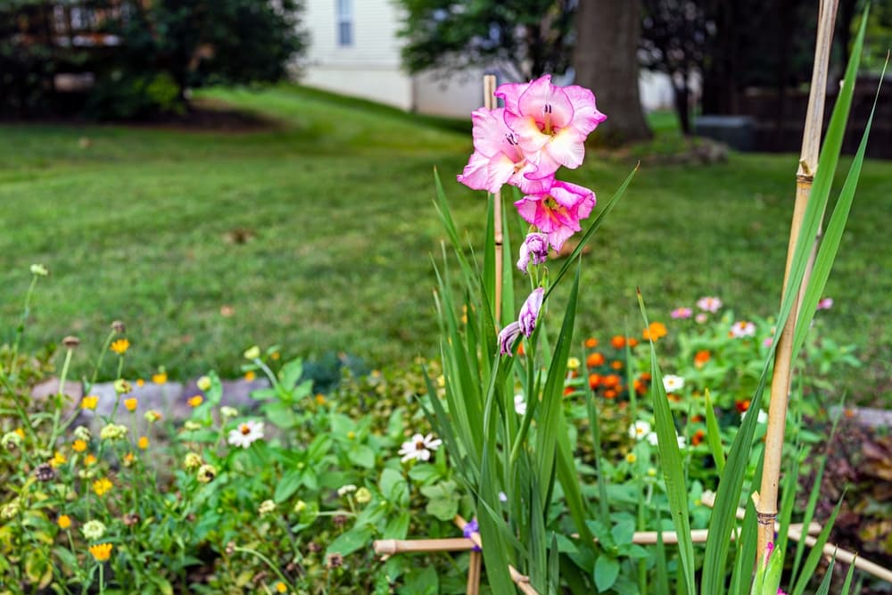 common gladiolus flowers with pink flowers supported with bamboo staking