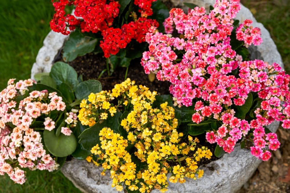 a stone planter with four colours of blooming Kalanchoe in red, pink, yellow and white