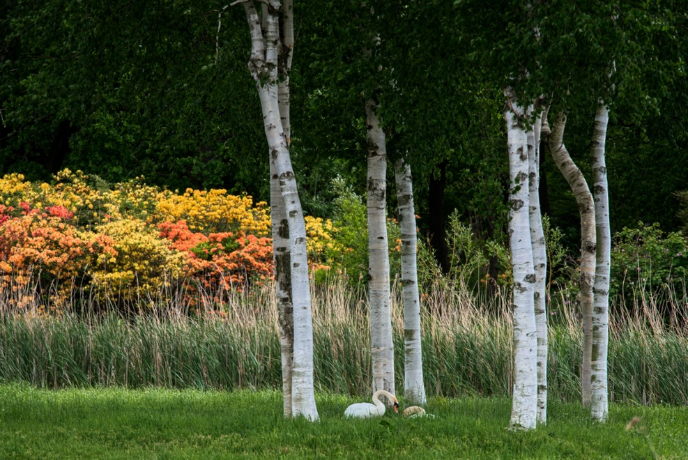 Betula pendula trees with pink, yellow and orange flowery shrubs in the background