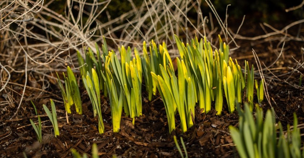 young daffodil plants that have yet to flower growing in soil with various twigs behind