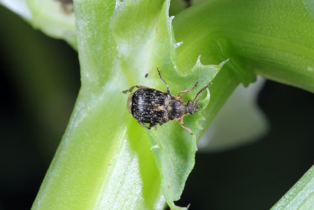 magnified view of bean weevil on the stem of a plant