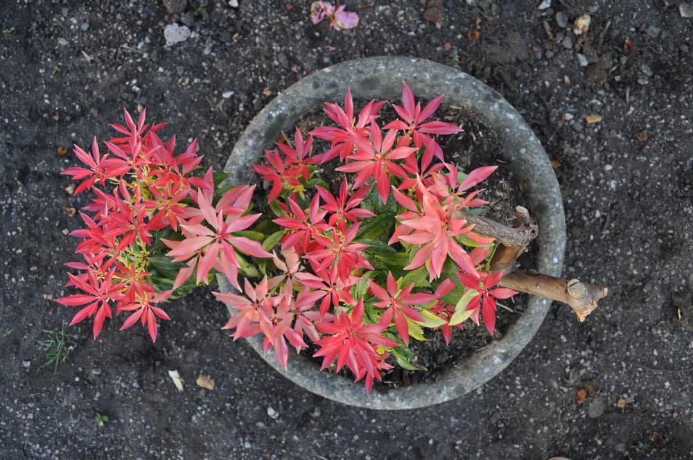 birds eye view of the red and green foliage of Pieris in a circular stone planter; with soil in the background