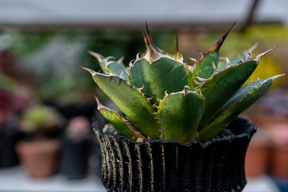 a century plant growing in a pot with short spiky leaves, some of which have turned brown at the ends