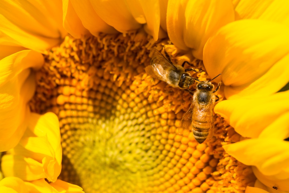 two bees sitting on the yellow petals of a sunflower plant, pollinating it