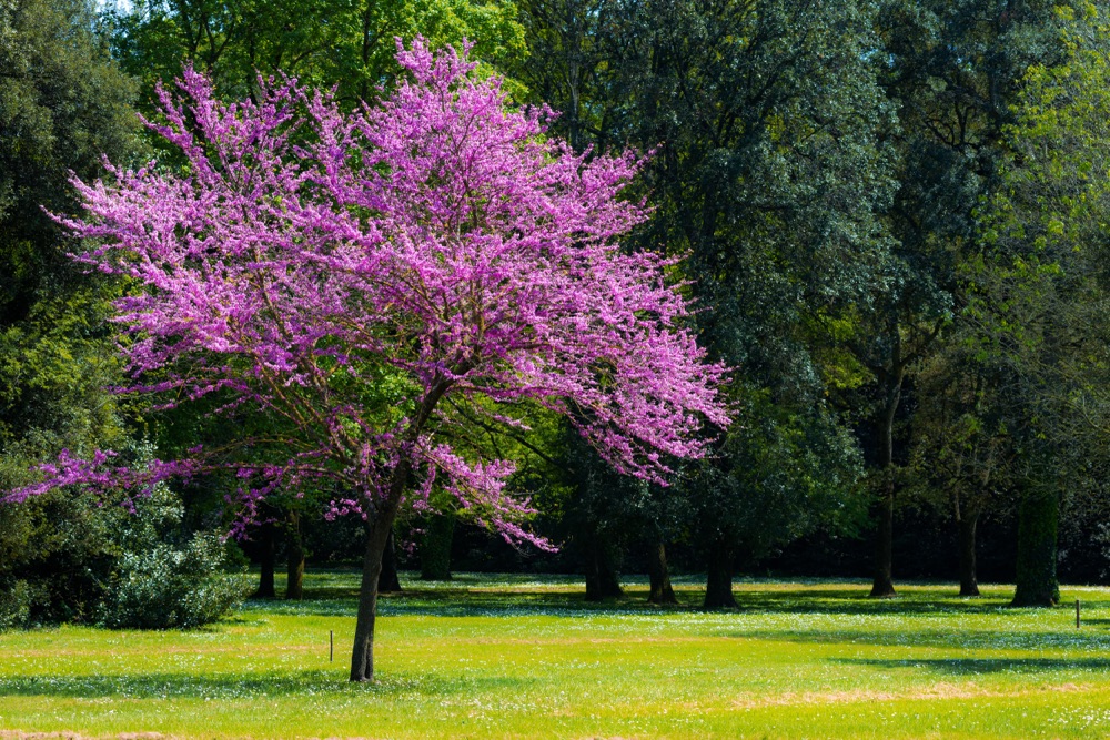 a Judas tree in full bloom with pink blossom growing in a grassy field in front of other green-leaved trees and shrubs