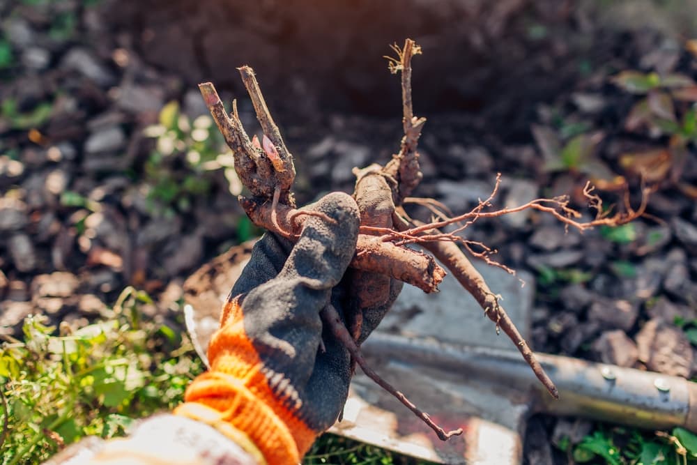 gloved hand showing a large peony root