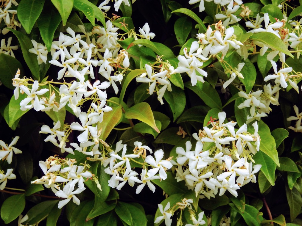 Trachelospermum jasminoides, star jasmine, with white flowers and green leaves