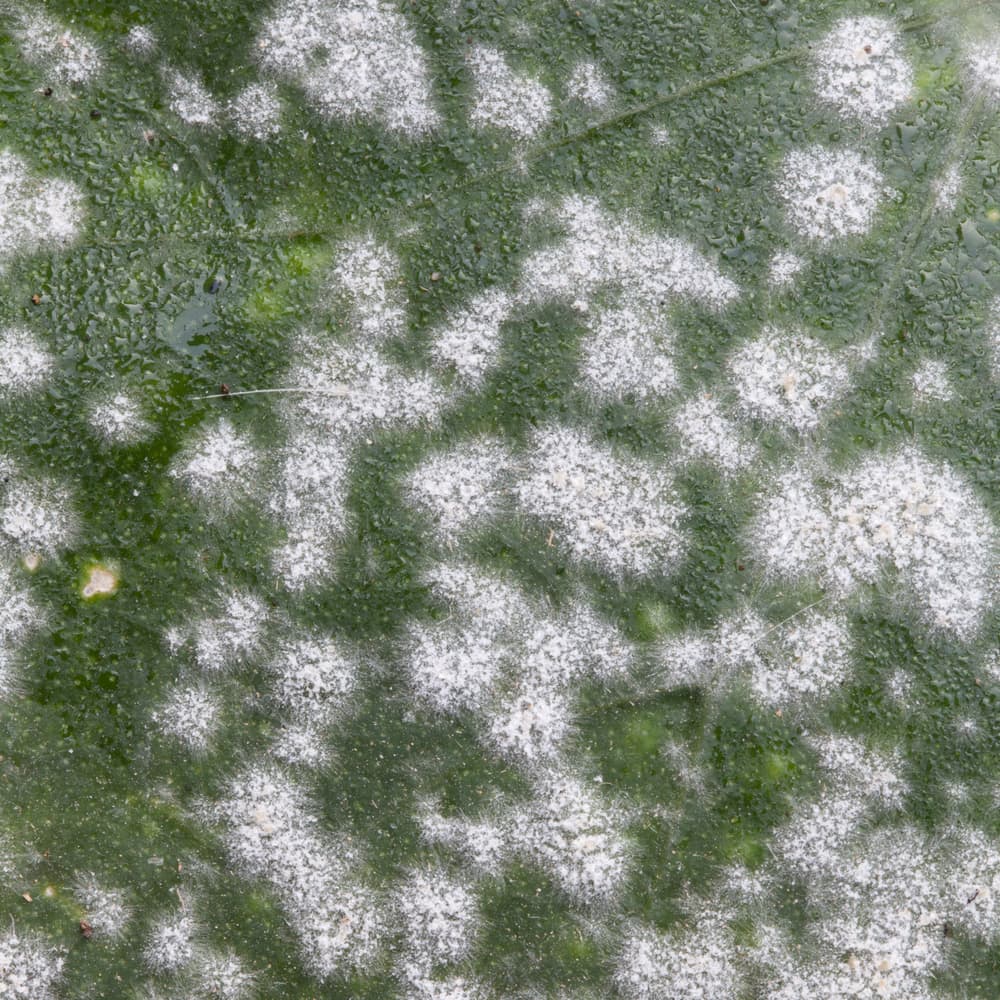 magnified view of powdery mildew on the leaf of a plant