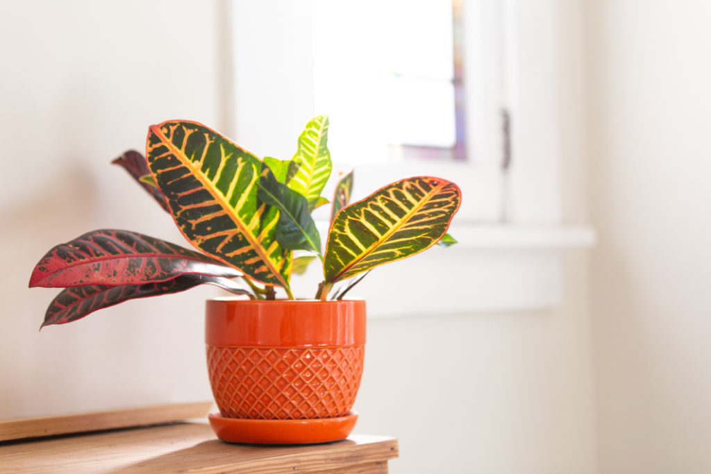 a croton plant with big wide green and reddish leaves in an orange pot on a shelve, with a window and white walls behind it