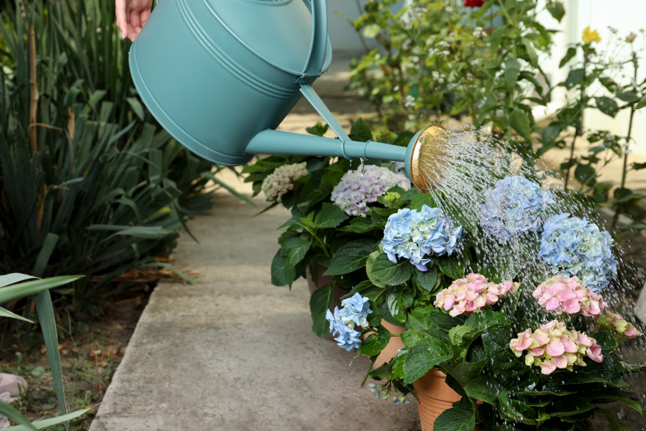 a blue watering can watering blue and pink flowering hydrangeas growing in a pot outside