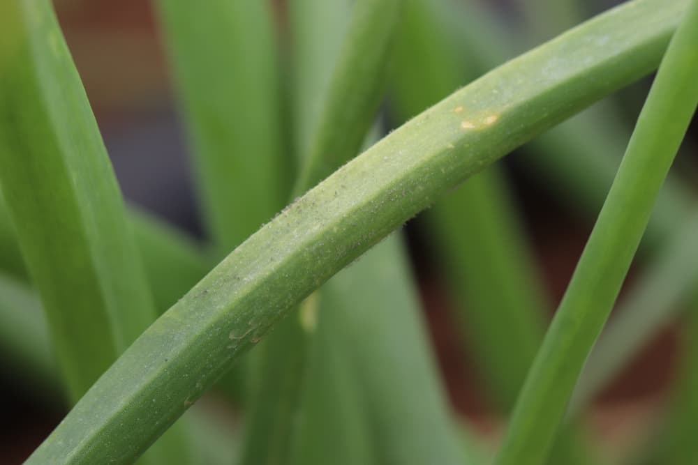 onion downy mildew shown on plant leaf