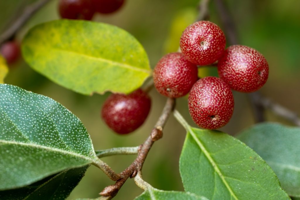 a close-up of a autumn olive's red berries attached to its stem with some leaves growing next to it