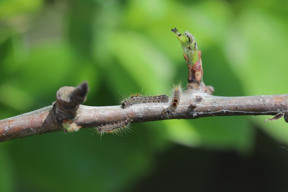 caterpillars at on the branch of a tree