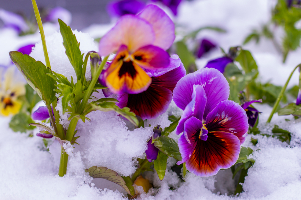 purple pansies with yellow and red centres covered in snow