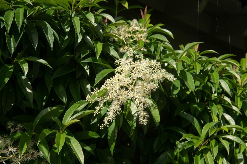 Pileostegia viburnoides with a single white stem in flower