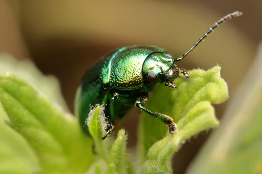 magnified view of metallic green coloured mint beetle on plant foliage
