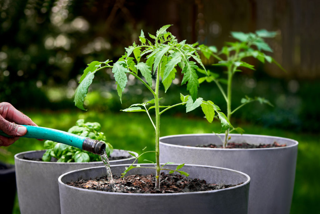 potted tomato and basil plants being watered with a hosepipe outside