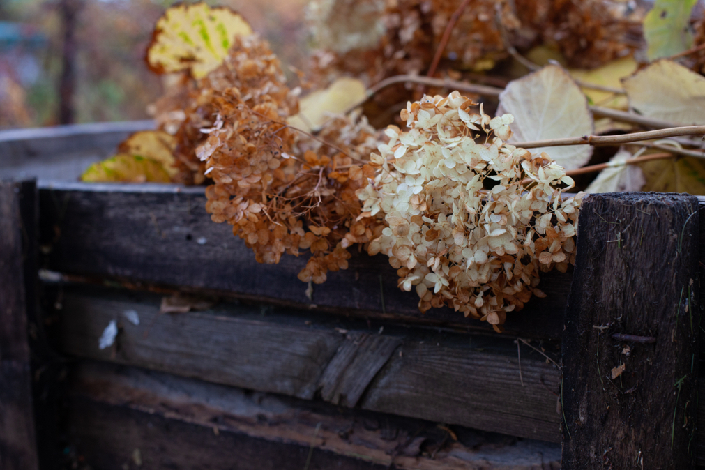 brown branches and flowers from a dried hydrangea that has been pruned in an outdoor garden bin