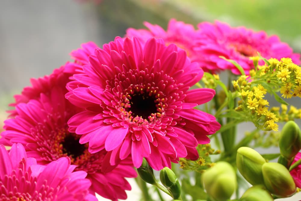 gerbera daisy flowers in pink