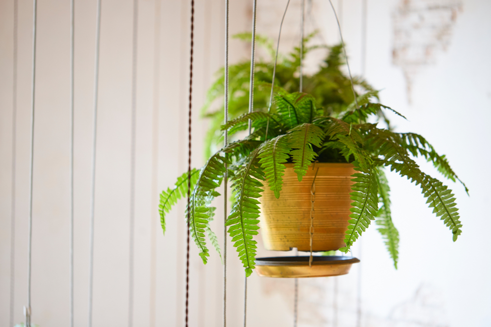 Boston fern suspended from the ceiling in a hanging pot in front of a panelled wall