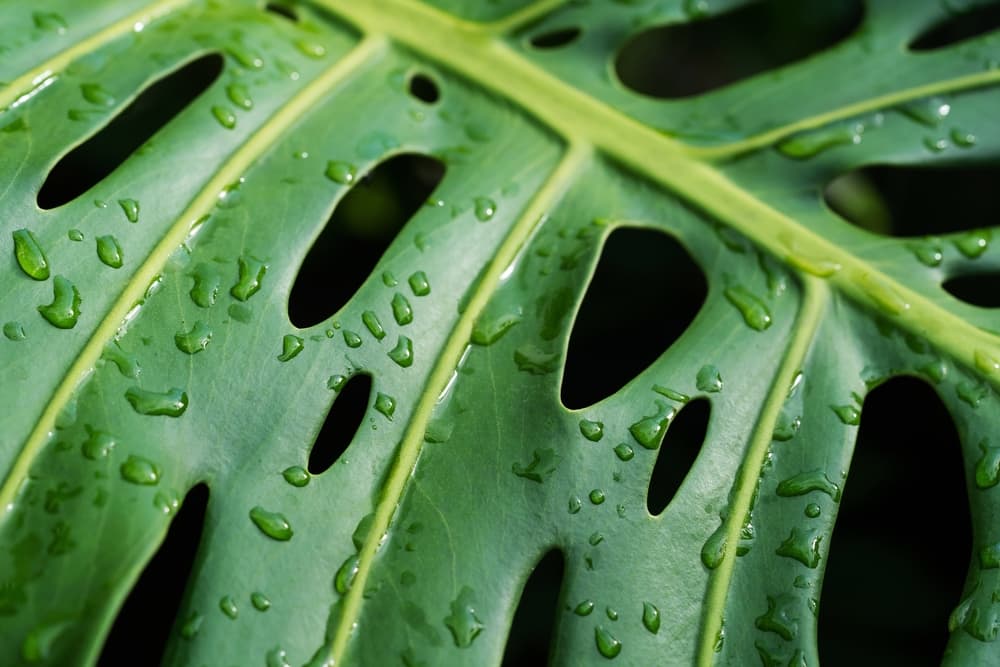 leaves of a fenestrated Monstera with water droplets