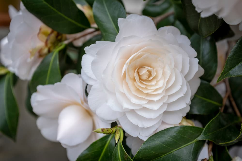 beautiful white flower of C. japonica ‘Nuccio's Gem’