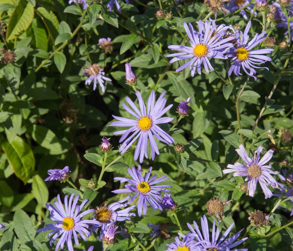 Aster x frikartii 'Wunder von Stafa' growing from a perennial border
