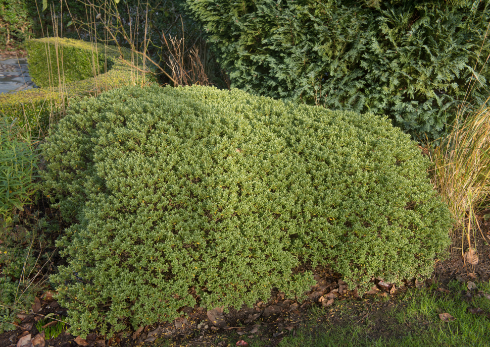 pinguifolia hebe shrub growing outdoors in a garden with other bushes behind it