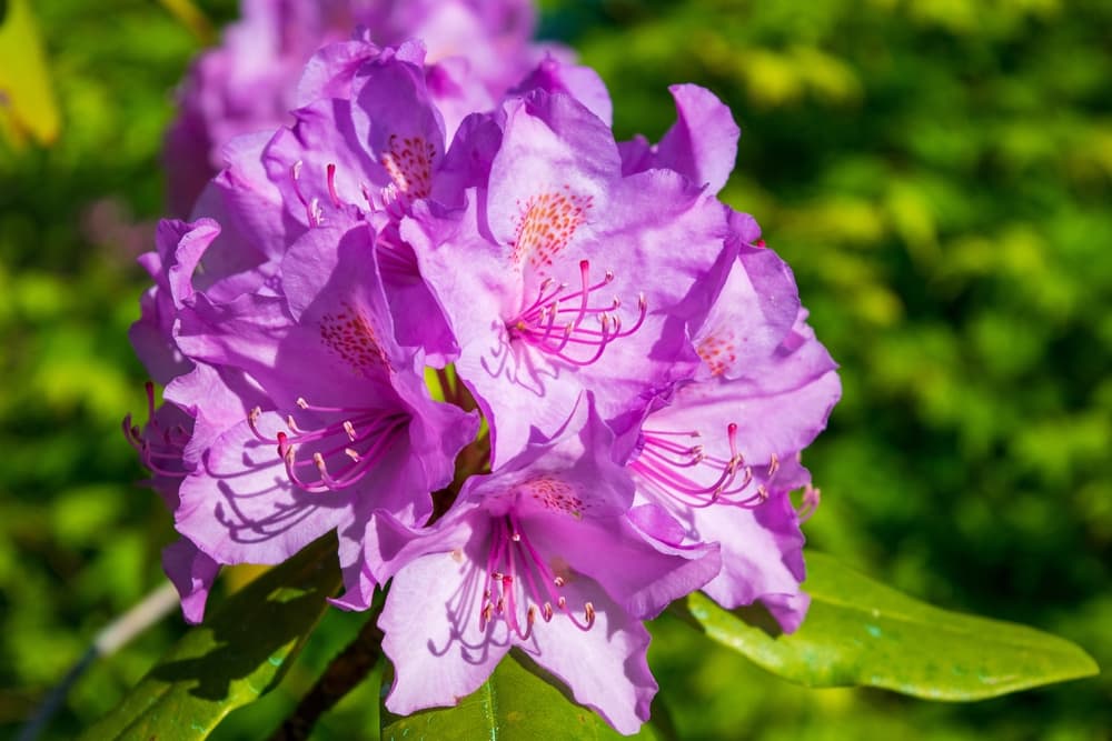 pink azalea flowers with orange dots and pink stamen blooming in spring