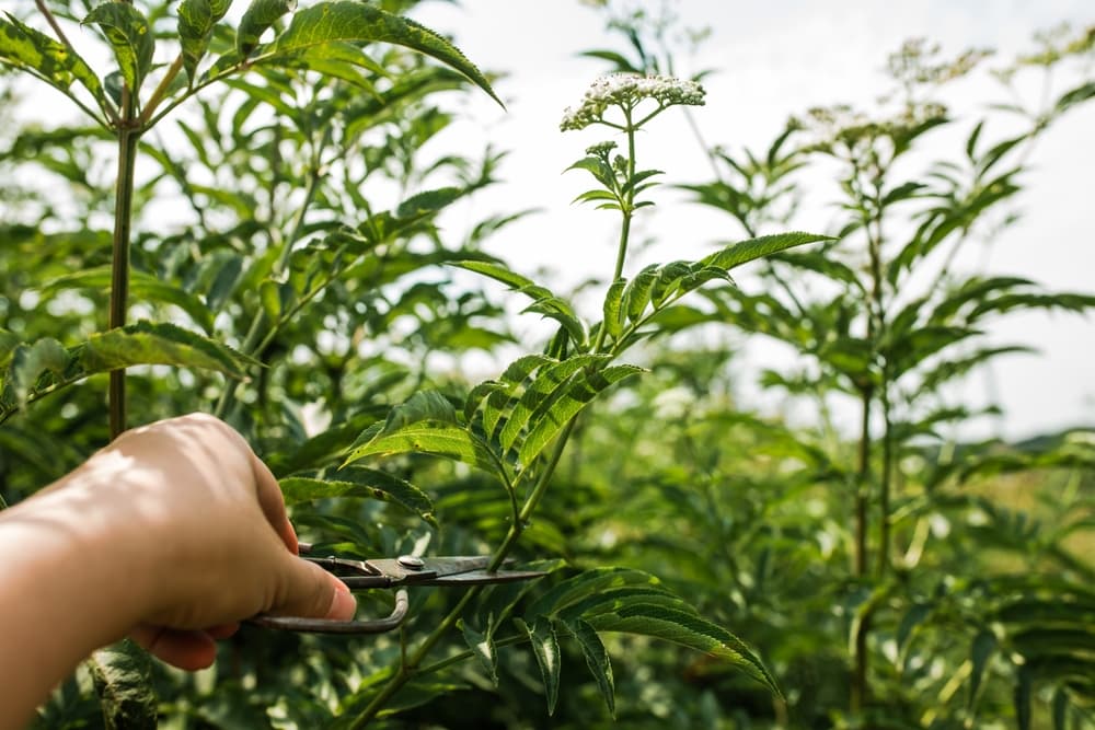 scissors being used to prune the flowering stalks of Valeriana officinalis