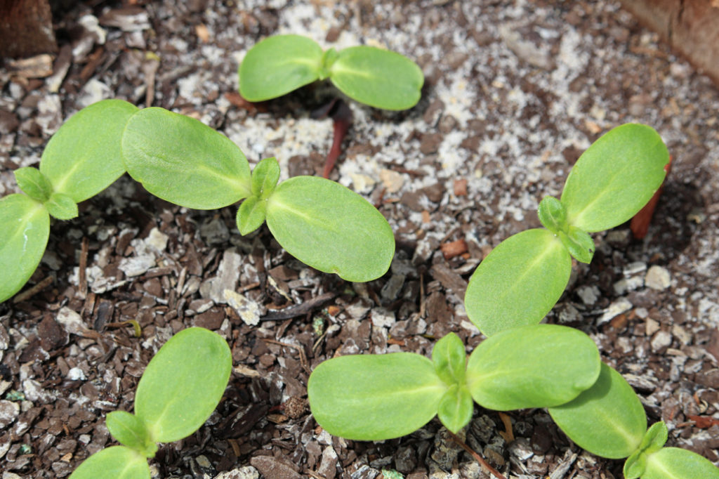 bottlebrush seedlings growing from the ground