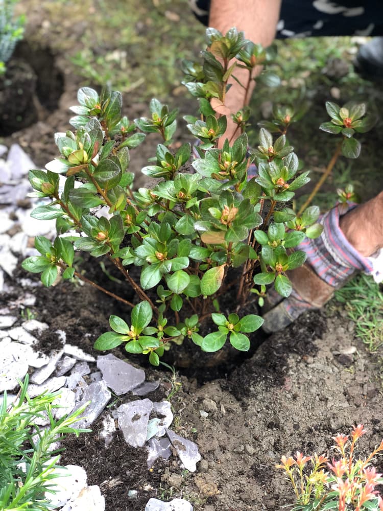 gardener shown planting out Japanese Azalea from a potted plant