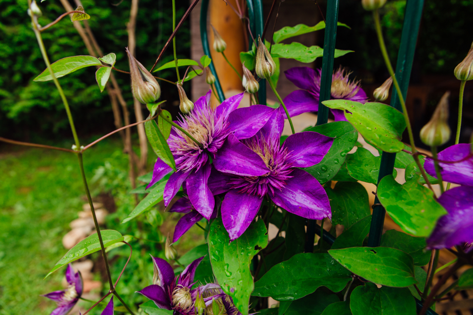 purple flowering clematis growing against a fence in a UK garden
