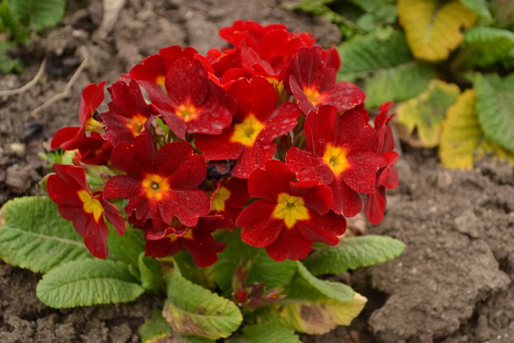 primula Crescendo series with red and yellow coloured flowers