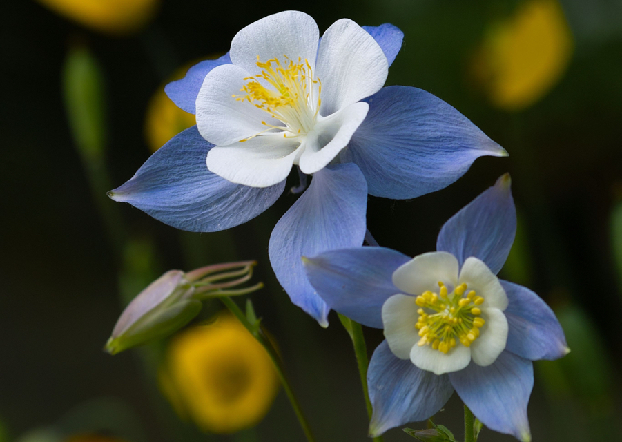 close-up of the blue and white flowers of aquilegia 'blue star'