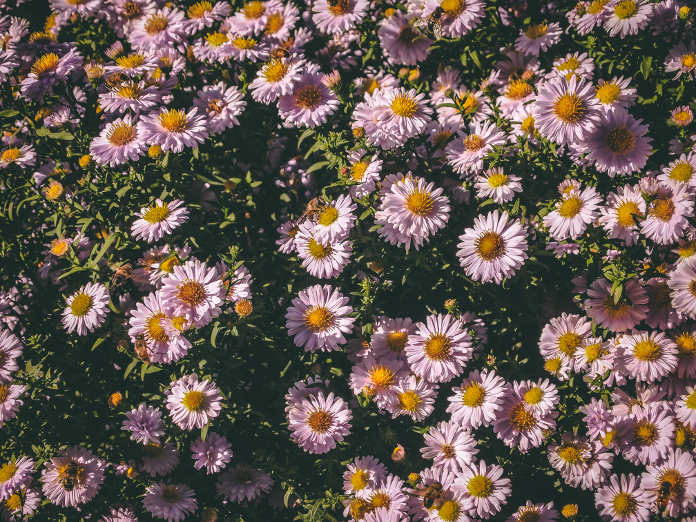 aster lateriflorus var. horizontalis with pink petals and yellow centres growing next to each other outside
