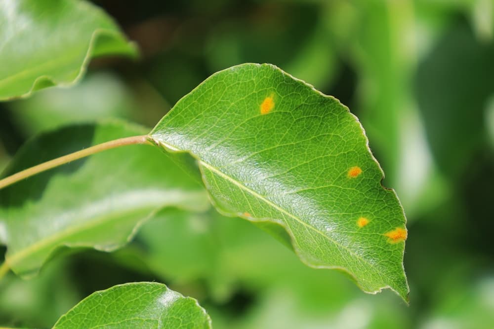 spots of rust shown on plant leaf