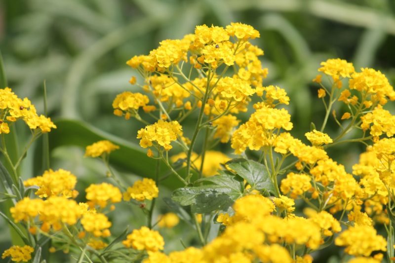 Growing In Shallow Soil? Try These 20 Plants By Master