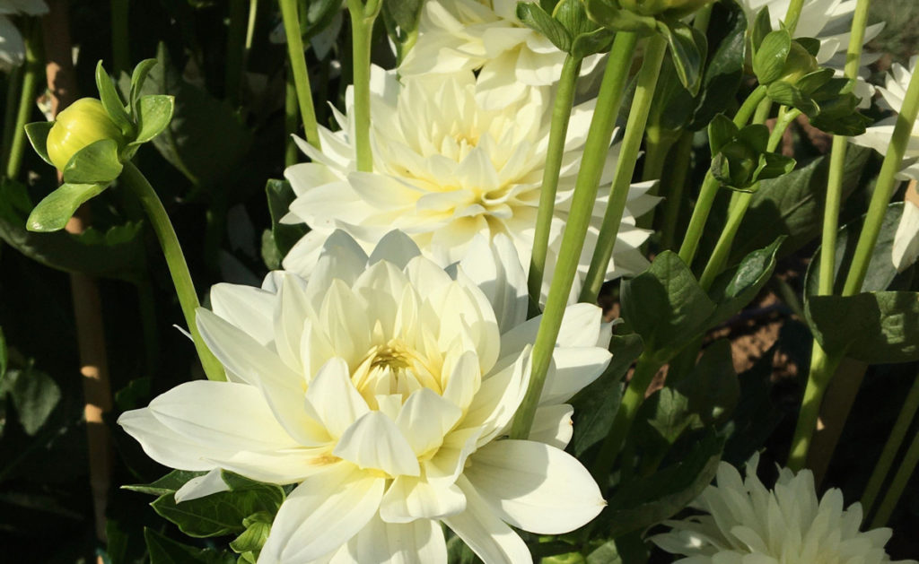 two cream-tinged flower heads from a dahlia 'white onesta' plant