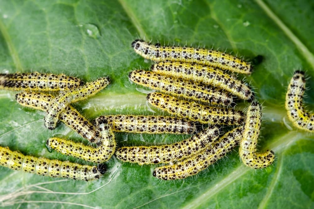 magnified view of cabbage white caterpillars eating away at the leaves of a brussels sprouts plant