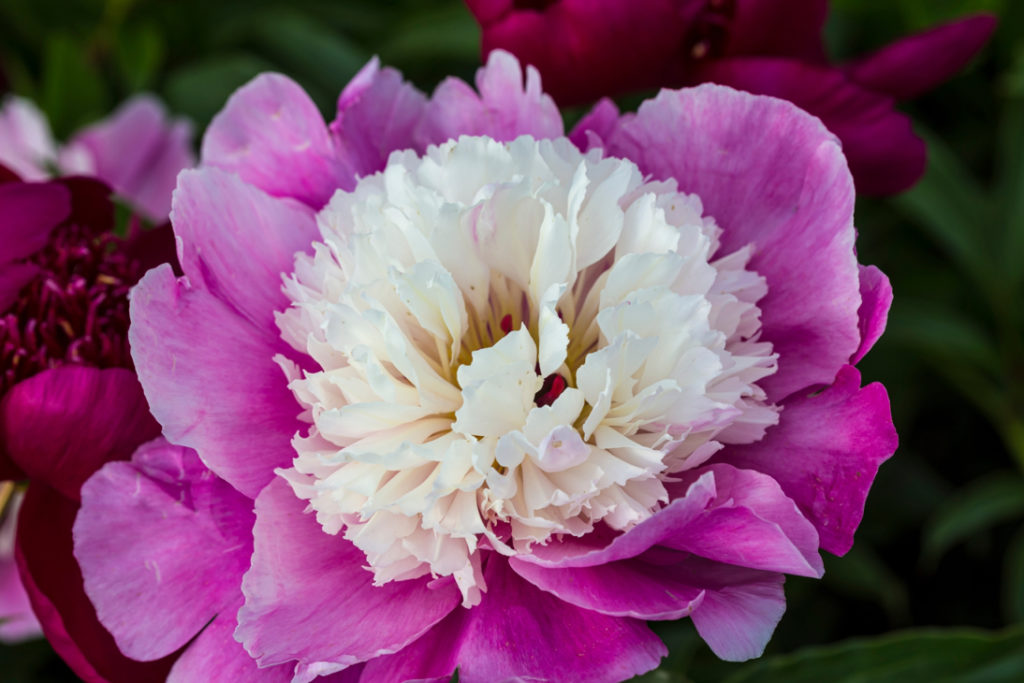 close-up of a Paeonia lactiflora 'Candy Stripe’ flower with pink and white petals