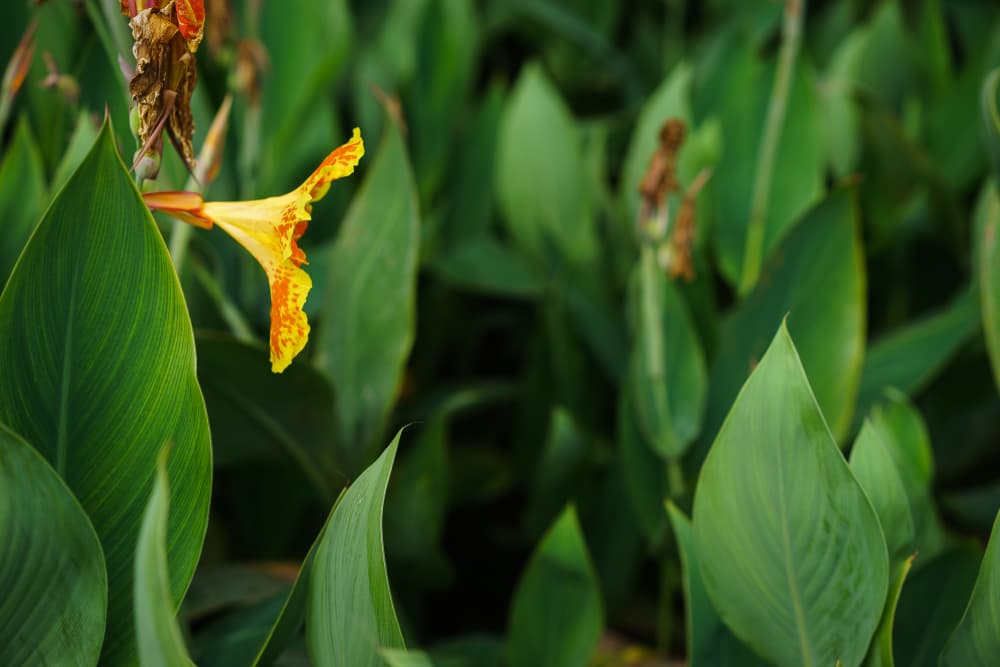 the long leaves of canna lilies in a garden