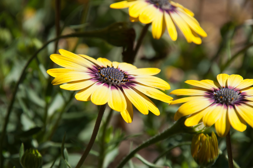 yellow flowering African daisy with long stems growing outdoors